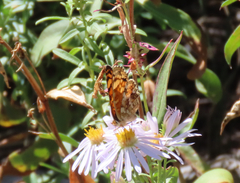 Phyciodes pulchella