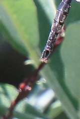 Somatochlora walshii