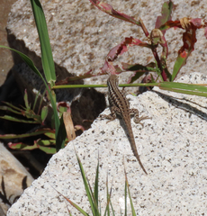 Sceloporus graciosus