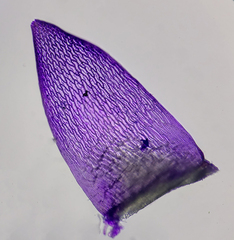 Sphagnum capillifolium