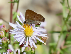 Satyrium saepium