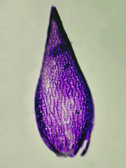 Sphagnum capillifolium