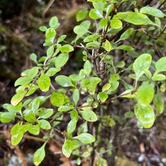 Coprosma foetidissima