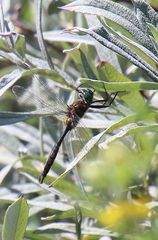 Somatochlora walshii