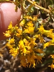 Chrysothamnus viscidiflorus
