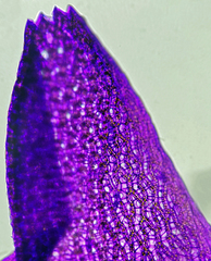 Sphagnum capillifolium