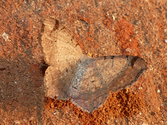 Macaria bicolorata