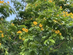 Gonopterodendron arboreum