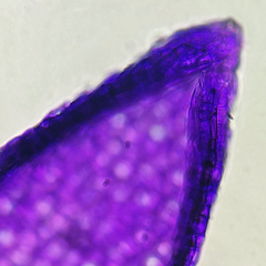 Sphagnum capillifolium