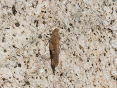 Trimerotropini