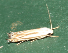 Polyhymno luteostrigella