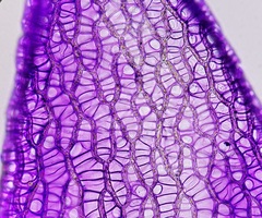 Sphagnum capillifolium