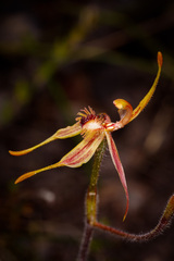 Caladenia plicata