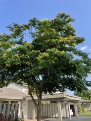 Gonopterodendron arboreum