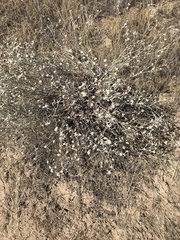 Eriogonum microtheca