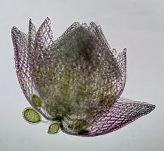 Sphagnum capillifolium