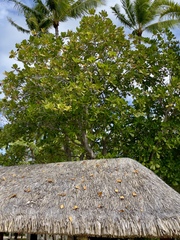 Barringtonia asiatica