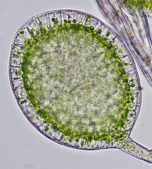 Sphagnum capillifolium