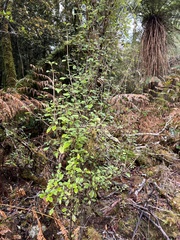 Coprosma foetidissima