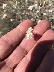 Eriogonum microtheca