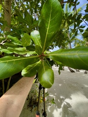 Barringtonia asiatica