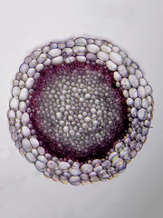 Sphagnum capillifolium