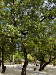 Calophyllum inophyllum