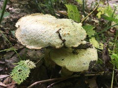 Gyroporus cyanescens