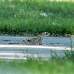 Ictidomys tridecemlineatus