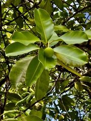 Calophyllum inophyllum