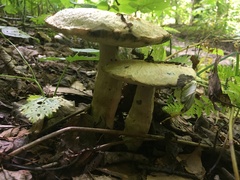 Gyroporus cyanescens