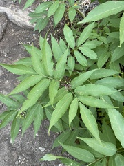 Sambucus