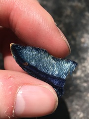 Gyroporus cyanescens