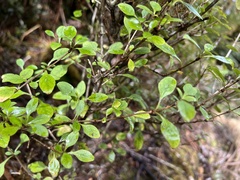 Coprosma foetidissima