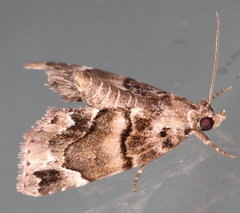Cutina distincta