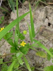 Ranunculus japonicus