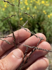 Sporobolus cryptandrus