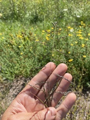 Sporobolus cryptandrus