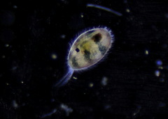 Ostracoda