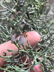 Walshomyia juniperina