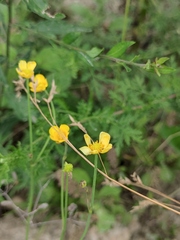 Ranunculus japonicus