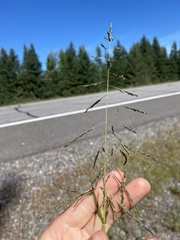 Sporobolus cryptandrus