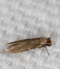 Phaeoses sabinella