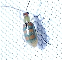 Diabrotica speciosa