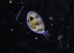 Ostracoda