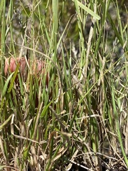 Sporobolus cryptandrus