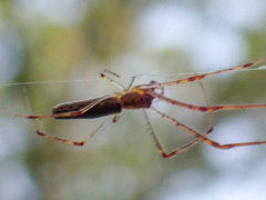 Tetragnatha