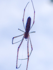 Tetragnatha