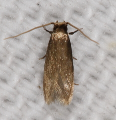Phaeoses sabinella