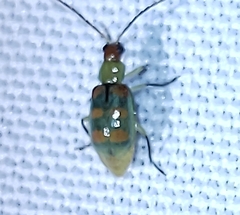 Diabrotica speciosa